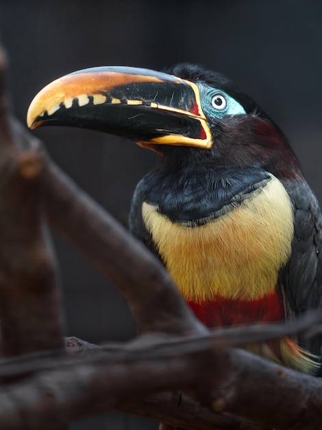 Kastanienohriger Aracari