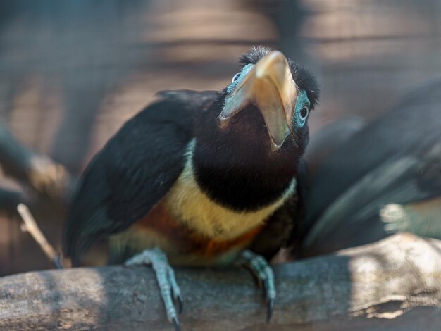 Kastanienohriger Aracari