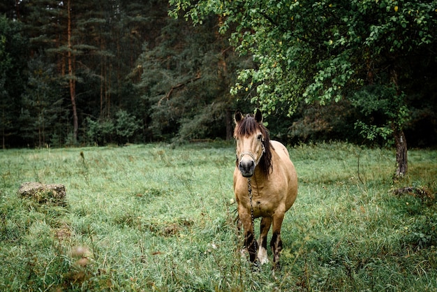 Kastanienpferd, das im Frühjahr auf dem Feld steht. Tierporträt