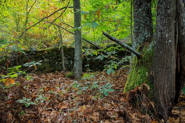 Kastanienwald in Montanchez. Spanien.