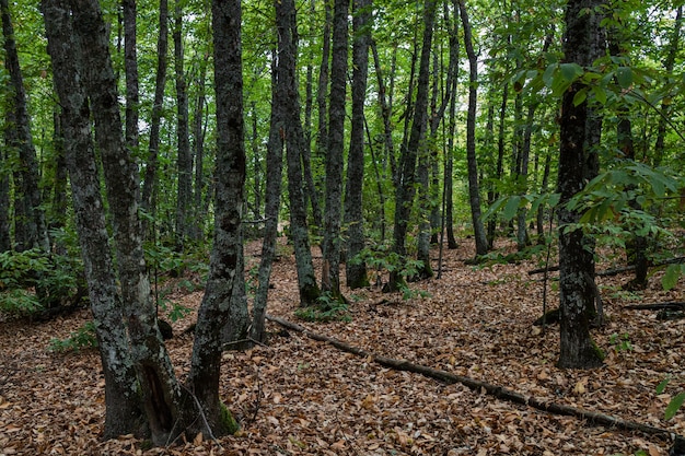 Kastanienwald in Montanchez.