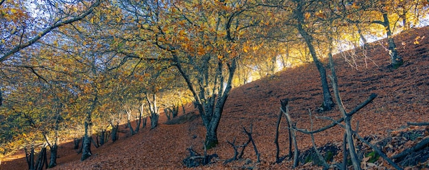 Kastanienwald Pujerra Ortschaft Malaga Andalusien Spanien Genal Valley