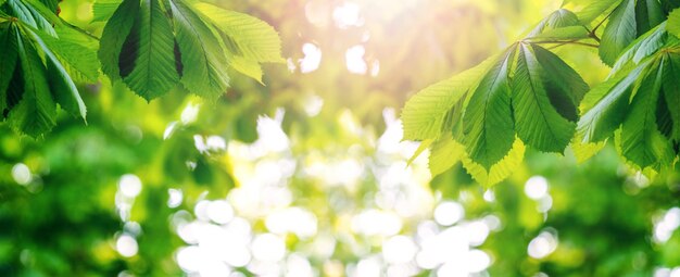 Kastanienzweig mit jungen frischen grünen Blättern Hintergrund der grünen Blätter Panorama