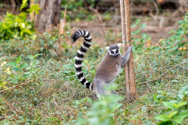 Kata lemur se para en el suelo junto a un tronco de árbol