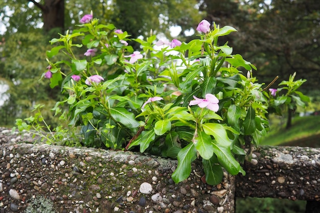 Kataranthus é um gênero de arbustos de plantas herbáceas perenes anuais ou perenes da família Kutrovye Anual Vinca Madagascar Periwinkle Rose Periwinkle Running Myrtle Vinca