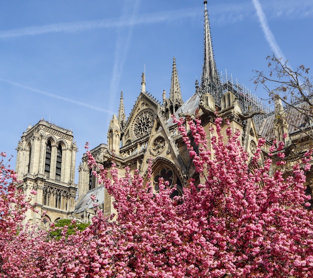 Kathedrale Notre-Dame im Kirschblütenfrühling in Paris Frankreich April vor dem Feuer