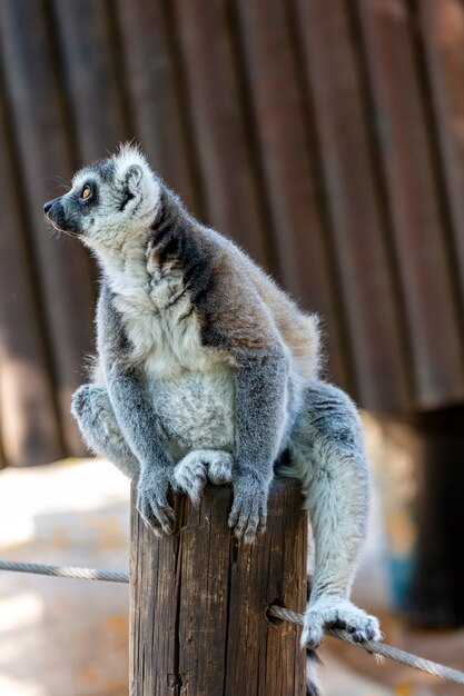 Katta sitzt auf einem Baumstumpf. Katta sitzt auf dem Baum. Gekrönter Lemur (Lemur Catta) mit weit geöffneten Augen. Säugetier mit gestreiftem Schwanz sitzt auf dem Ast im Wald