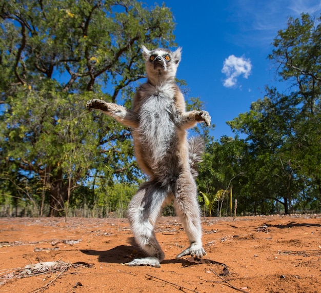 Kattas auf dem Boden