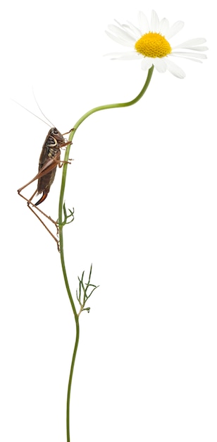 Katydid de escudo feminino - Platycleis tessellata