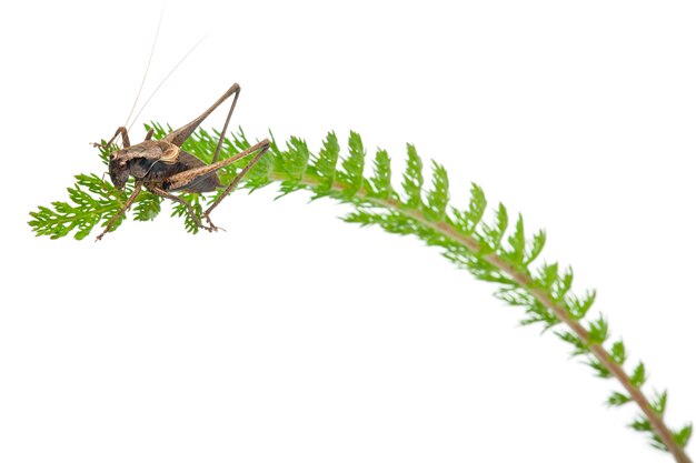 Katydid-escudo-costas masculino - platycleis tessellata