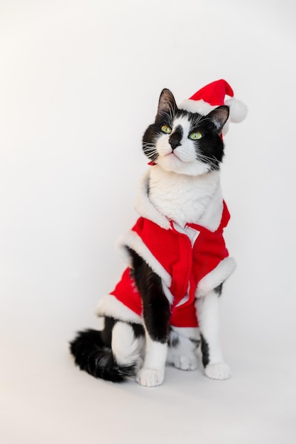 Katze als Weihnachtsmann auf weißem Hintergrund verkleidet. Weihnachtskarte.