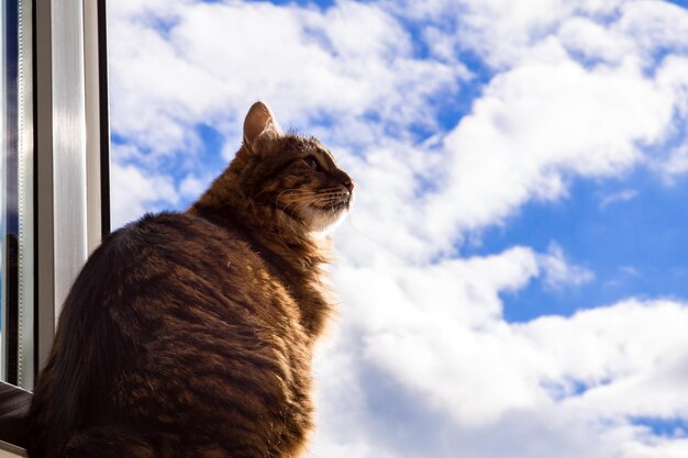 Katze am Fenster