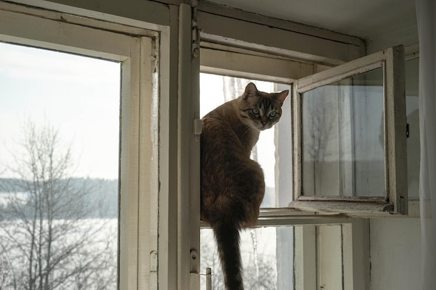 Katze am Fenster