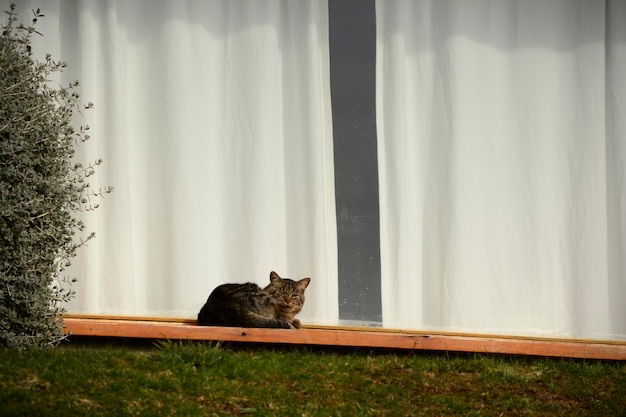 Katze am Rand eines Fensters