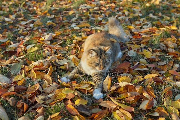 Katze am sonnigen Herbsttag