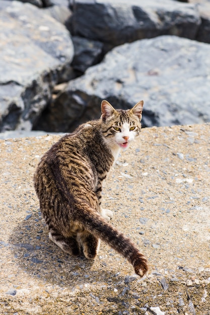 Katze am Strand