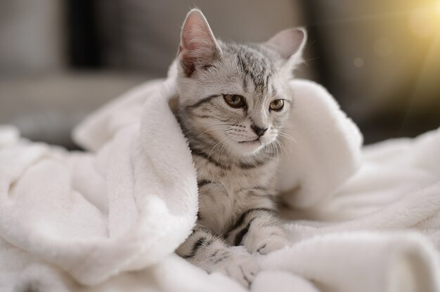 Katze Amerikanisches Kurzhaarkätzchen, das nostalgisch aussieht.