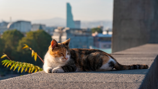 Katze an der Grenze vor dem Hintergrund der Stadt Tiflis, Georgien.