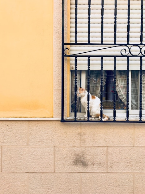 Katze an der Wand eines Gebäudes