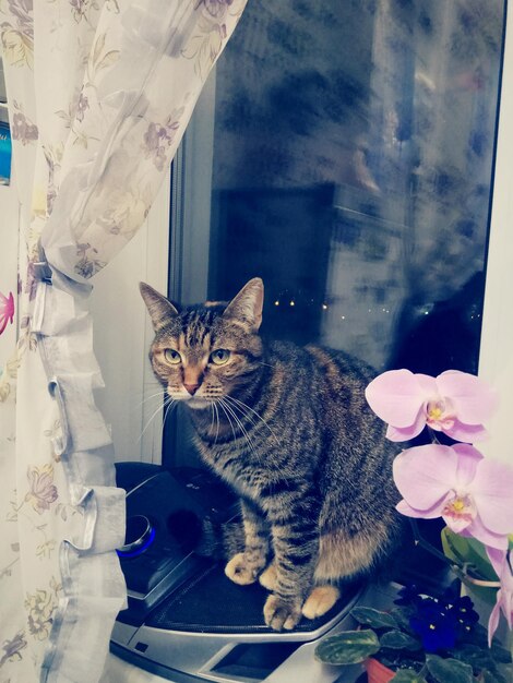 Foto katze auf blumen.