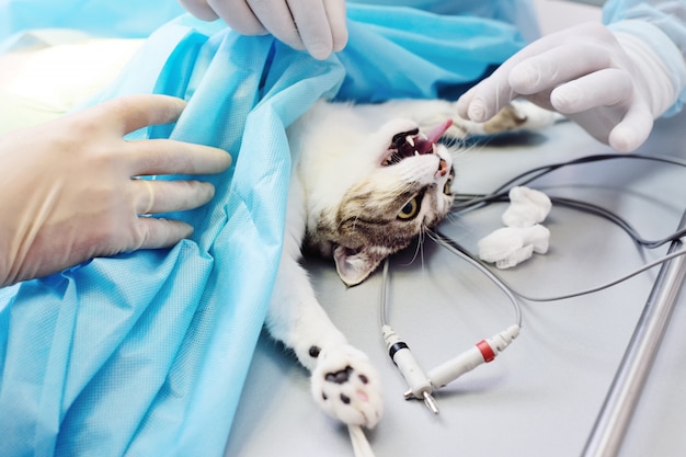 Foto katze auf chirurgischem operationstisch in einer tierklinik