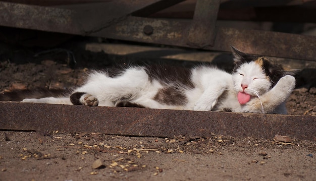 Katze auf dem Bauernhof leckt seine Koteletts Katze leckt die Lippen nach dem Essen auf dem Hintergrund der Straße