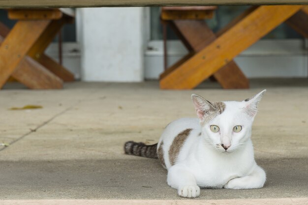 Katze auf dem Boden liegen