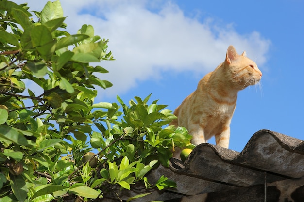 Foto katze auf dem dach.