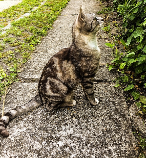 Foto katze auf dem fußweg