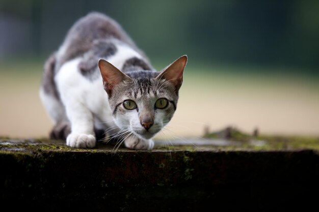 Katze auf dem grauen Zaun.