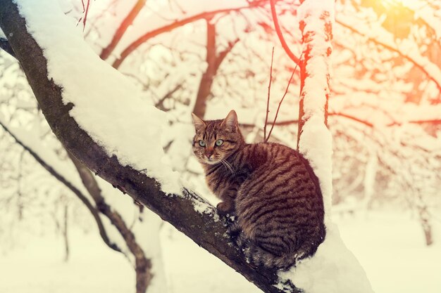 Katze auf dem schneebedeckten Baum