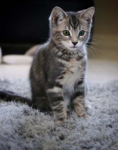 Foto katze auf dem teppich zu hause