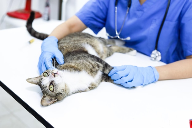 Katze auf dem Untersuchungstisch der Tierarztklinik Tierarzt und Katze