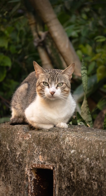 Katze auf dem Zaun