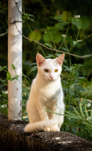 Katze auf dem Zaun