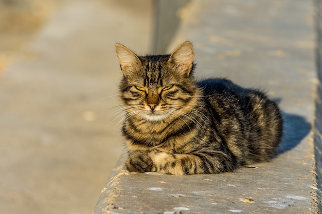 Katze auf der Sonne