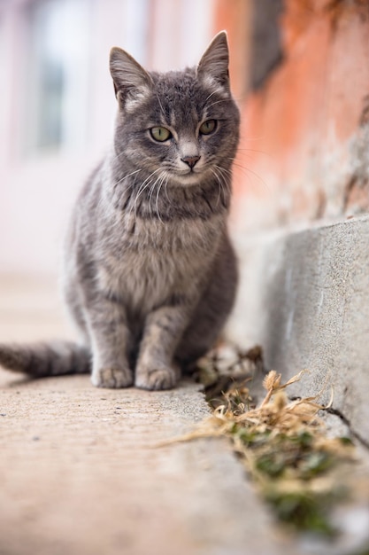 Katze auf der Straße