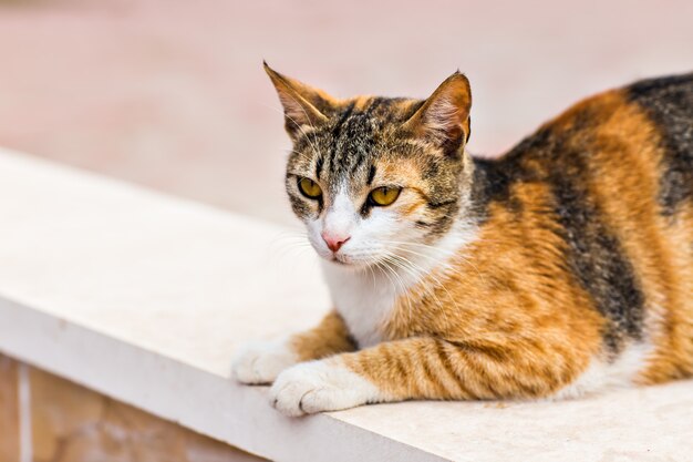 Katze auf der Straße