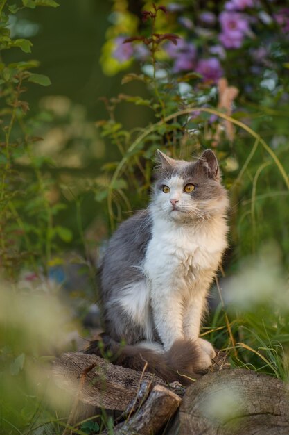 Katze auf der Wiese mit Löwenzahn, der herum blüht Katze mit Blumen im Freien