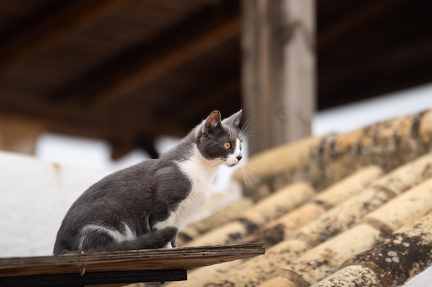 Katze auf einem Dach zu Hause