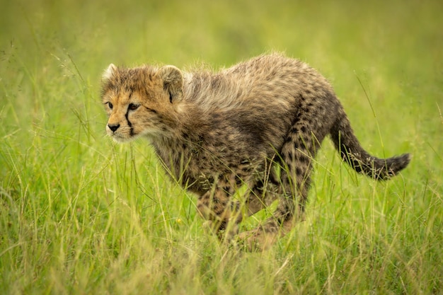 Katze auf einem Feld