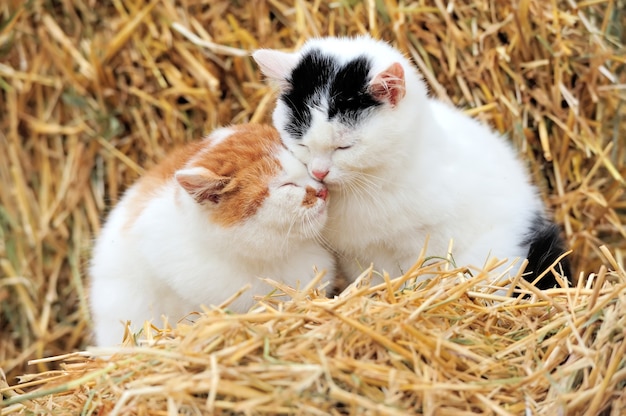 Katze auf einem Strohhalm