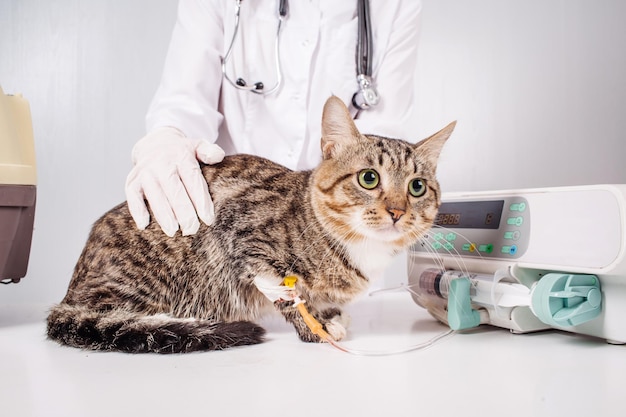 Katze auf einem Tropf Tierarzt- und Tierkonzept