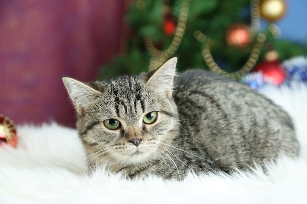 Katze auf Plaid am Weihnachtsbaum