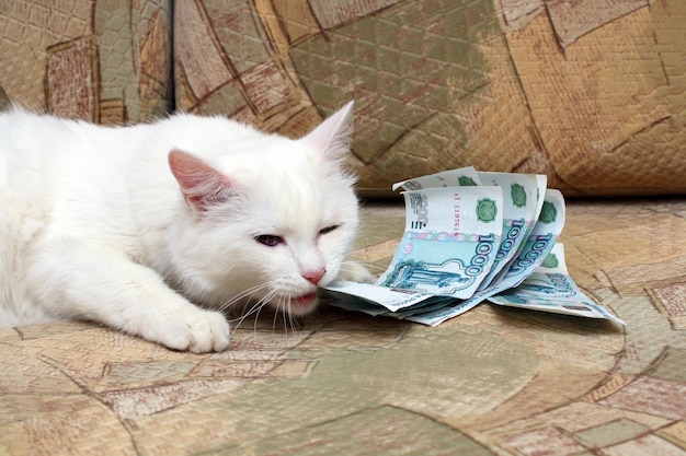 Katze beißt Geld