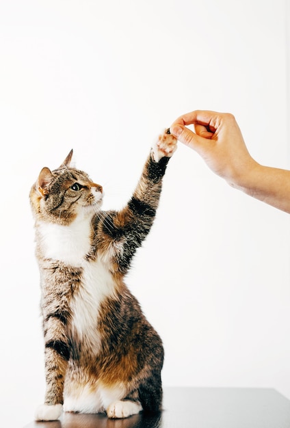 Katze berührt die menschliche Hand, die gestreifte Katze frisst das Futter von der Hand