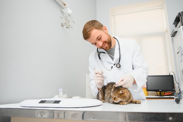 Katze besucht Tierarzt zur regelmäßigen Untersuchung