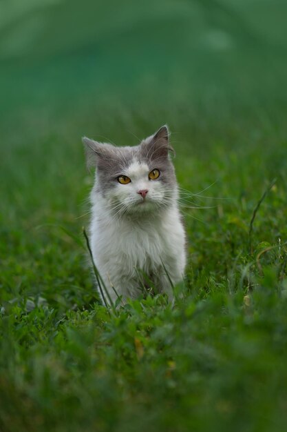 Foto katze darf draußen im garten sein. positive und negative folgen, wenn tiere frei herumlaufen