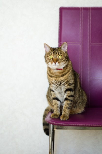 Katze der getigerten Katze, die auf einem purpurroten hellen Hintergrund des Stuhls sitzt