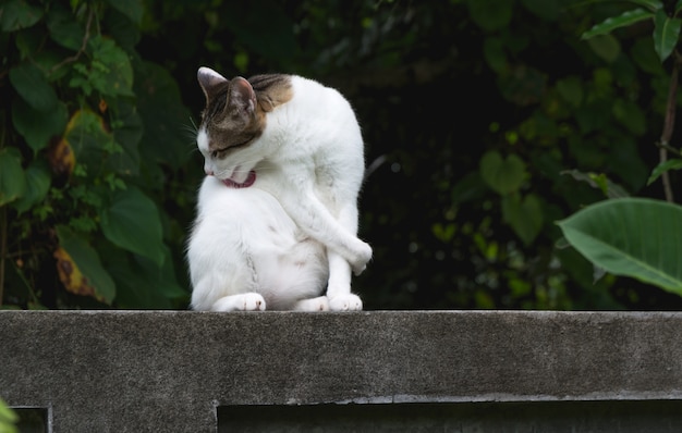 Katze des weißen und kurzen Haares, die mit Kopienraum für Einsatztext sich leckt